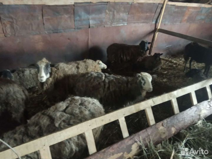 Овцы бараны козы