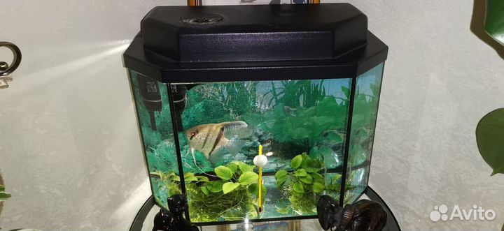 Аквариум с рыбкой
