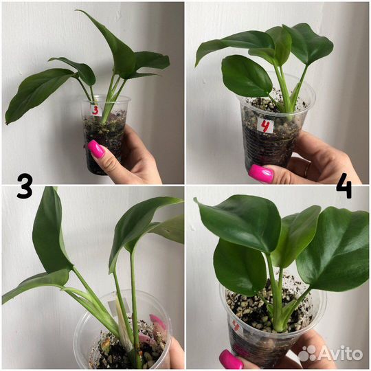 Комнатные растения