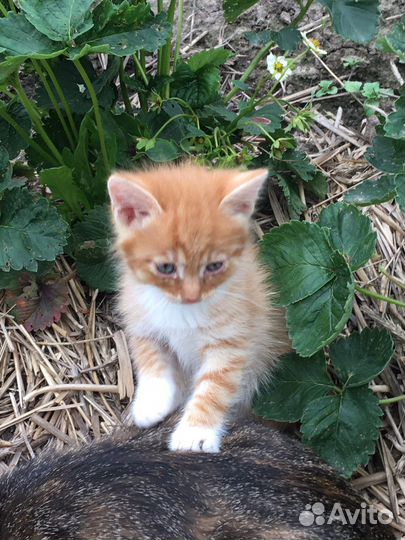 Кошка в дар