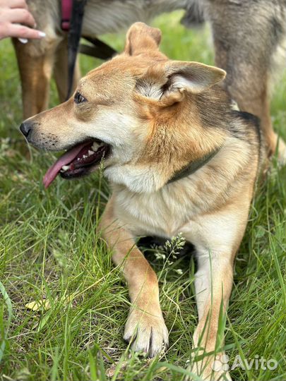 Нежной Айве не место в приюте