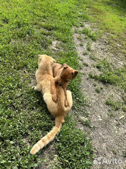 Цвергпинчер