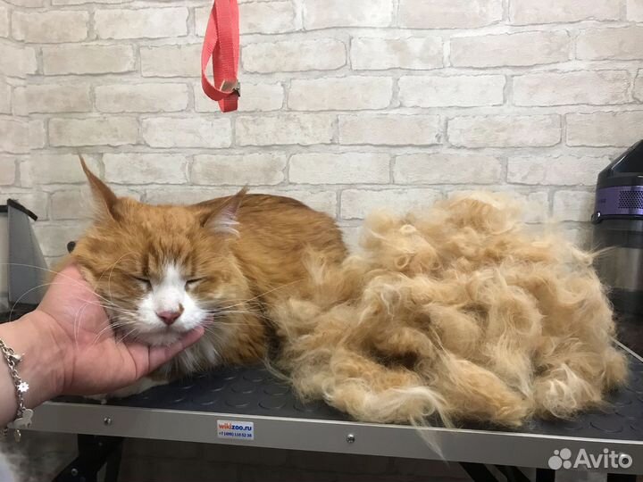 Духи для собак