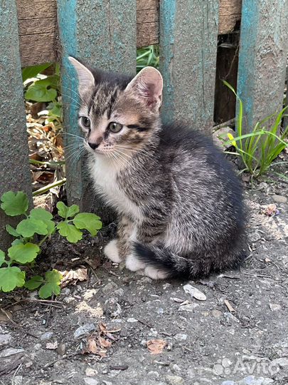 Котята