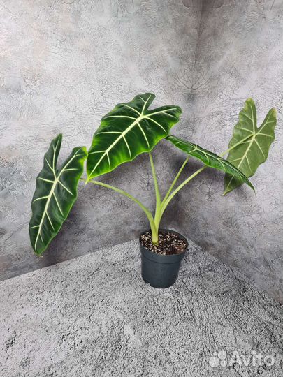 Алоказия Frydek