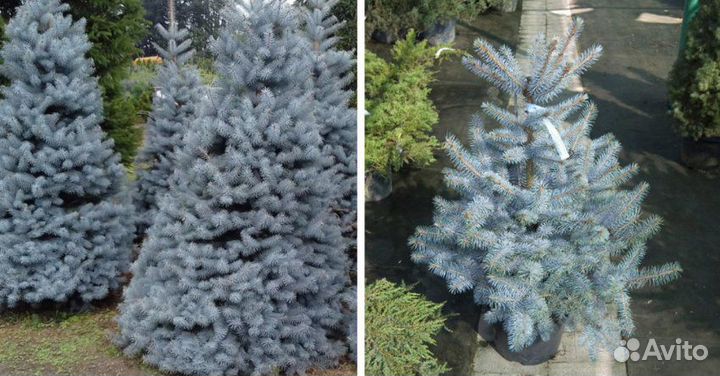 Ели голубые В ассортименте