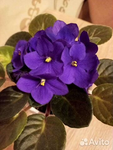 Узамбарская фиалка