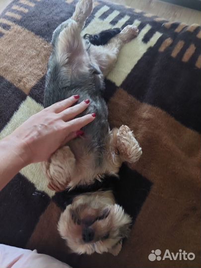 Передержка собак, догситтер, выгул