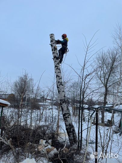 Спил деревьев