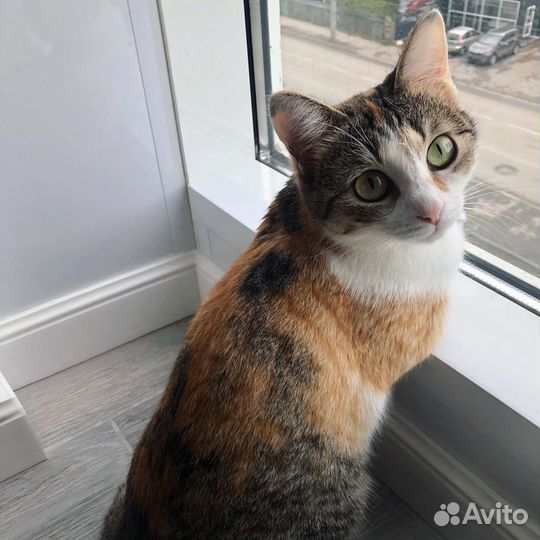 Кошки в добрые руки
