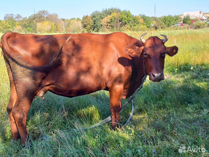 Корова дойная