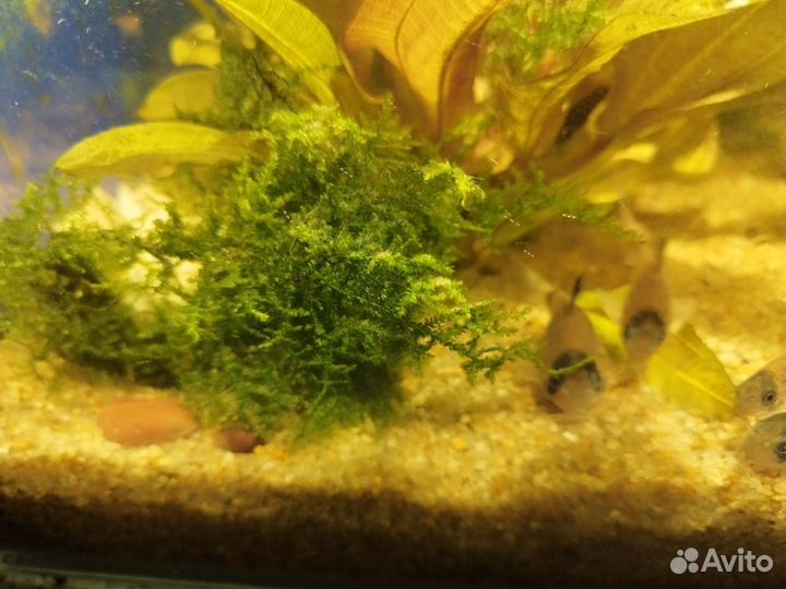 Растения, креветки, рыбки