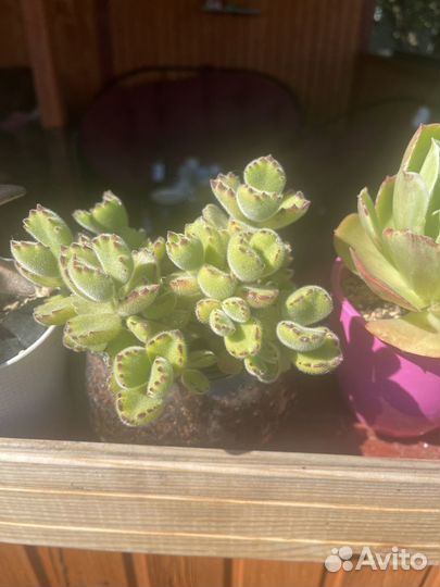 Суккуленты