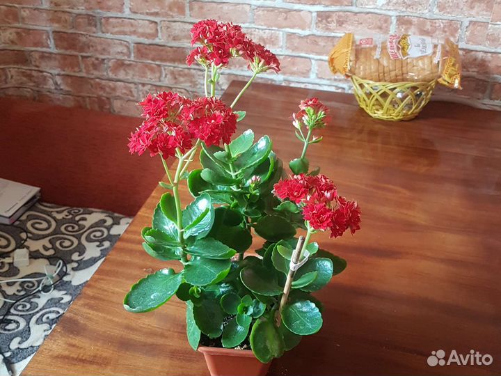 Каланхоэ лечебное