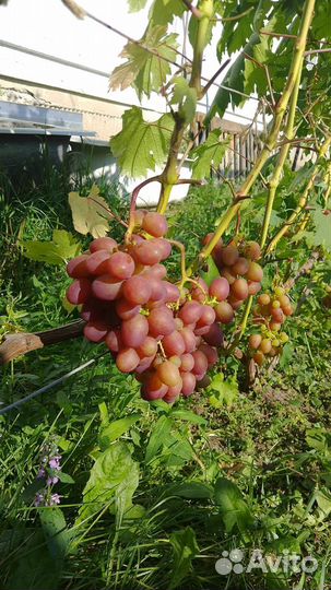 Черенки винограда