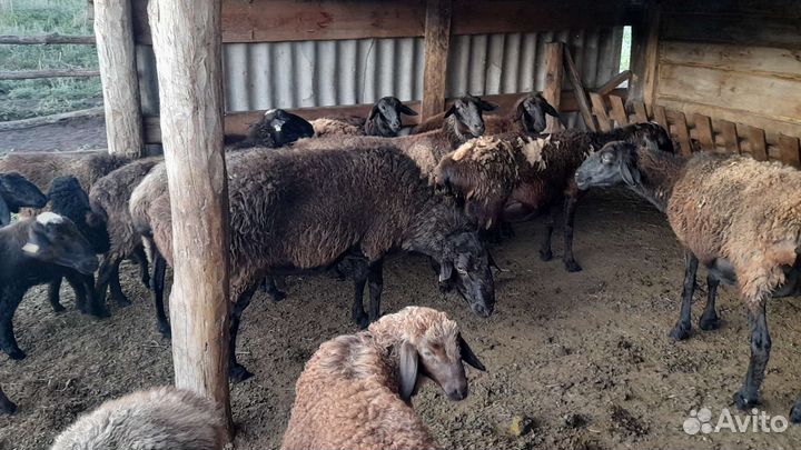 Овцы на племя