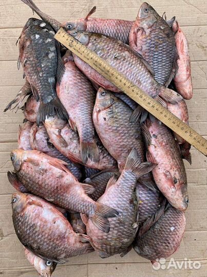 Продам карася свежего,охлажденного