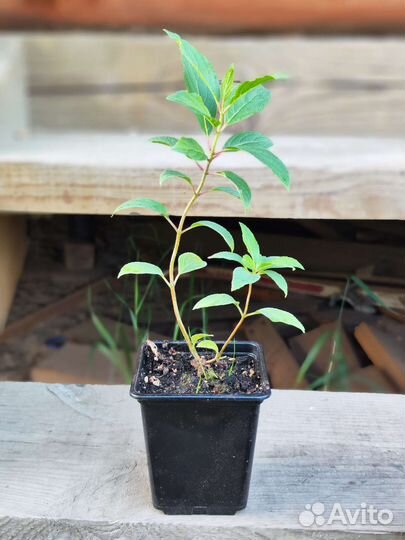 Гортензия Лаймлайт