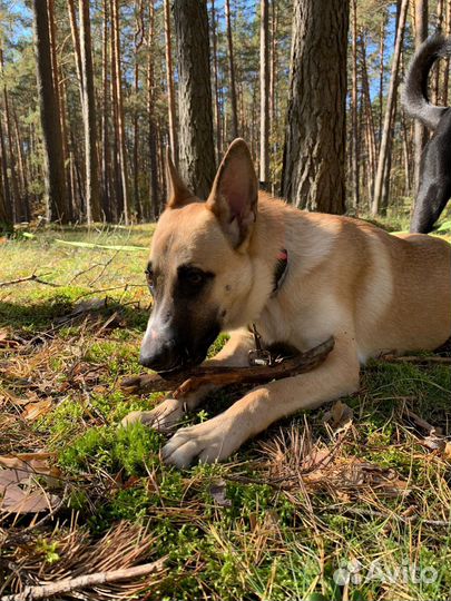 Собака в добрые руки