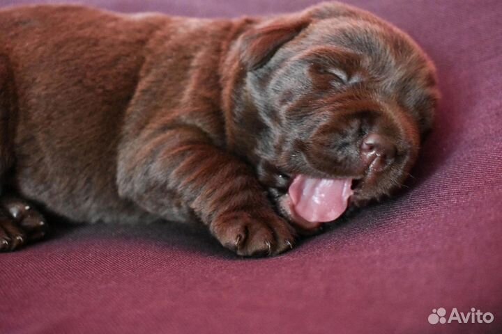 Щенки лабрадора