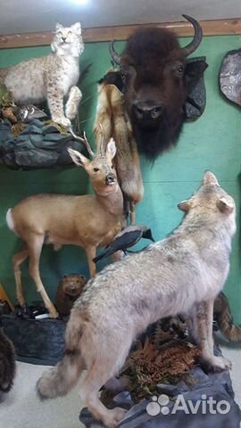 Продажа чучел