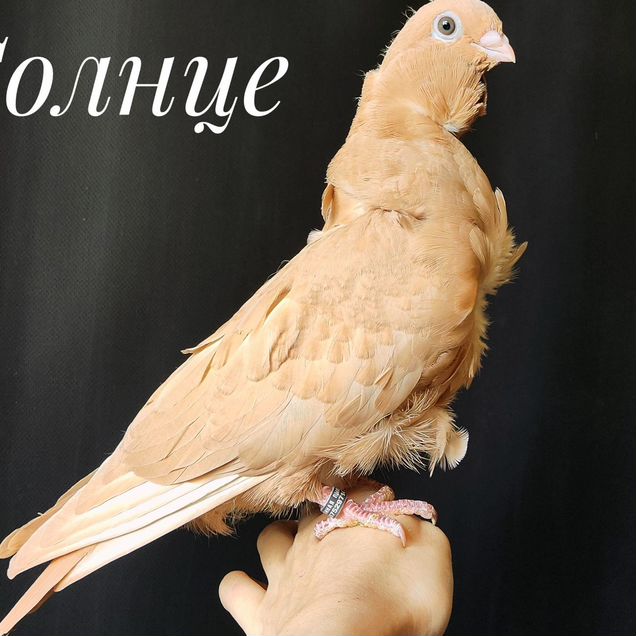 Голуби домашние, ручные и не очень