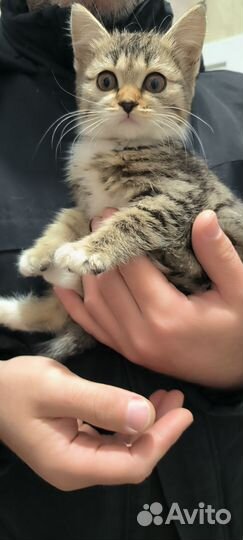Отдам кошку