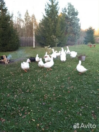 Утка домашняя мясо,гуси