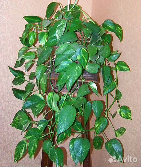 Сциндапсус золотистый