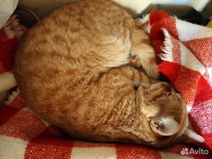 Шотландский кот вязка