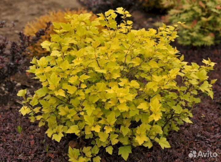 Пузыреплодник Ангел Голд