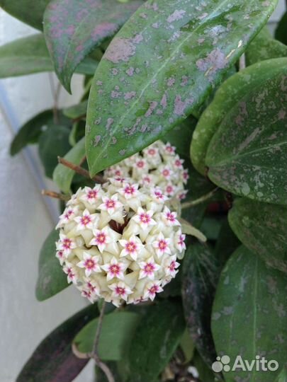 Хойи сортовые