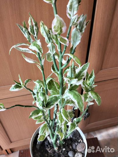 Педилантус