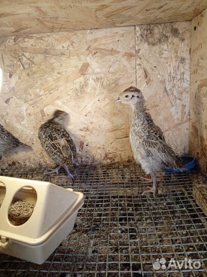 Фазанята, охотничьего фазана