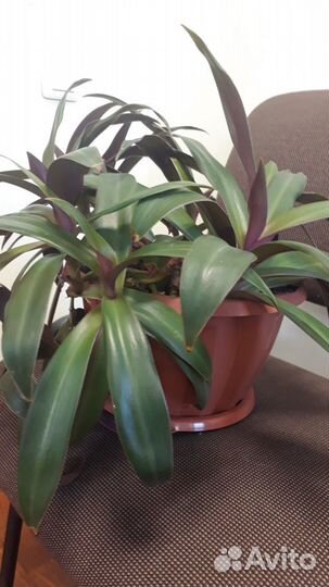 Рео разноцветная.Взрослое