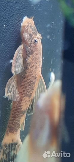 Анцитрус Lda 016