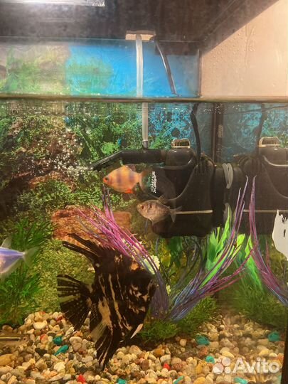 Аквариум в месте рыбами и аксессуарами