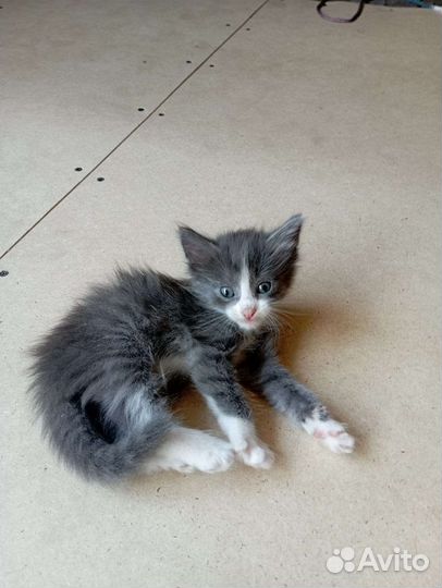 Отдам котят в добрые руки