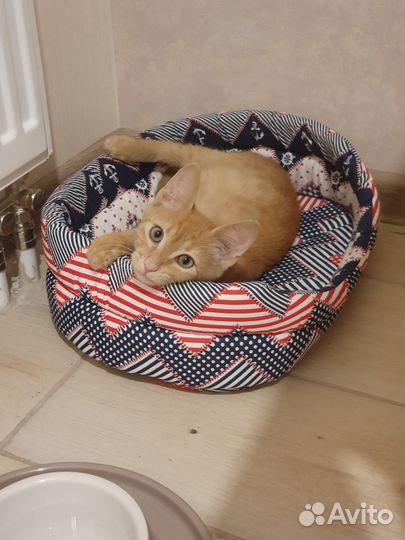 Рыжая красавица