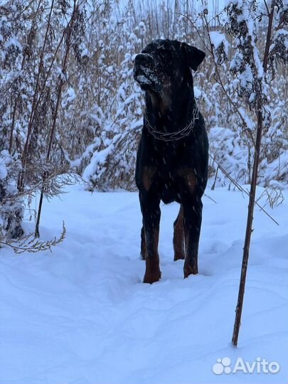 Вязка Ротвеллер кабель