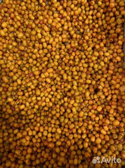 Облепиха свежезамороженная