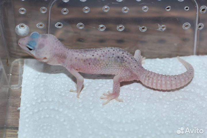 Геккон эублефар