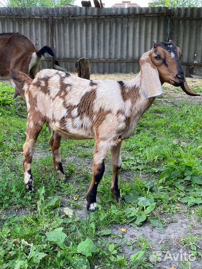 Нубийские козочки/козлики