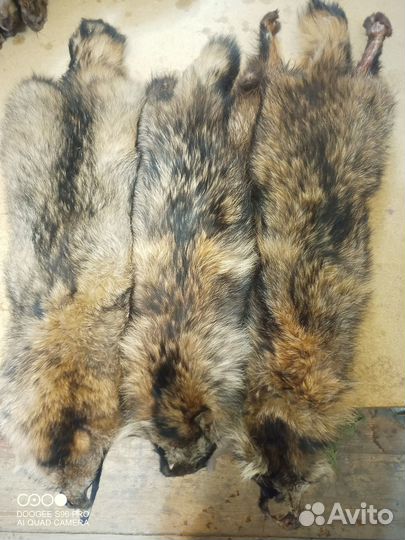 Шкуры куницы