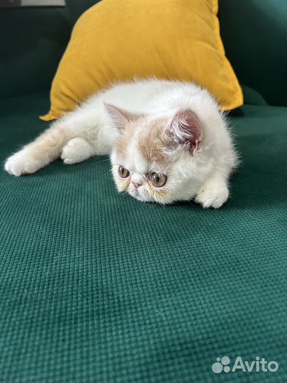 Котик экзот