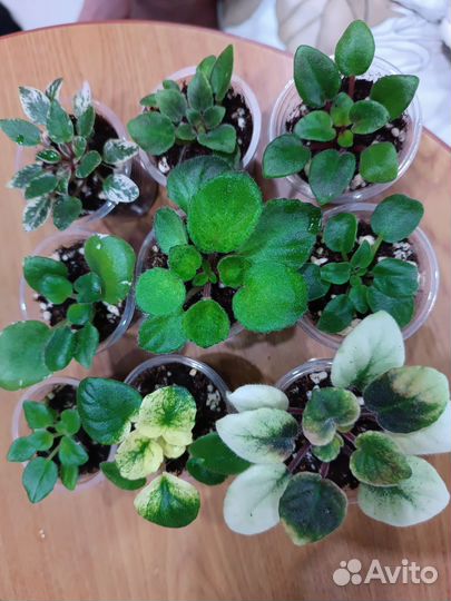 Фиалки детки