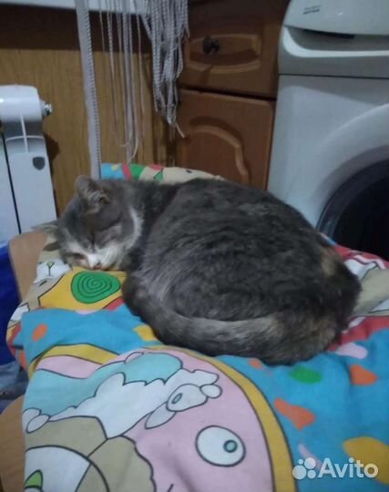 Кошка в добрые руки