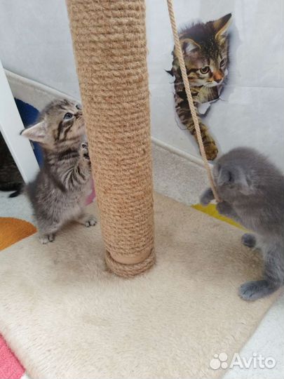 Британский голубой котенок без родословной