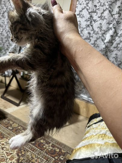 Кошки курильский бобтейл