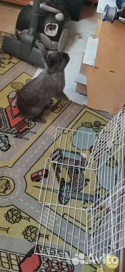 Отдам кролика